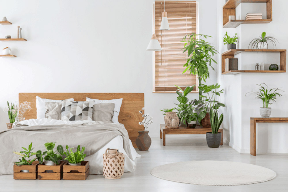 Trang Trí okking Với Cây Xanh