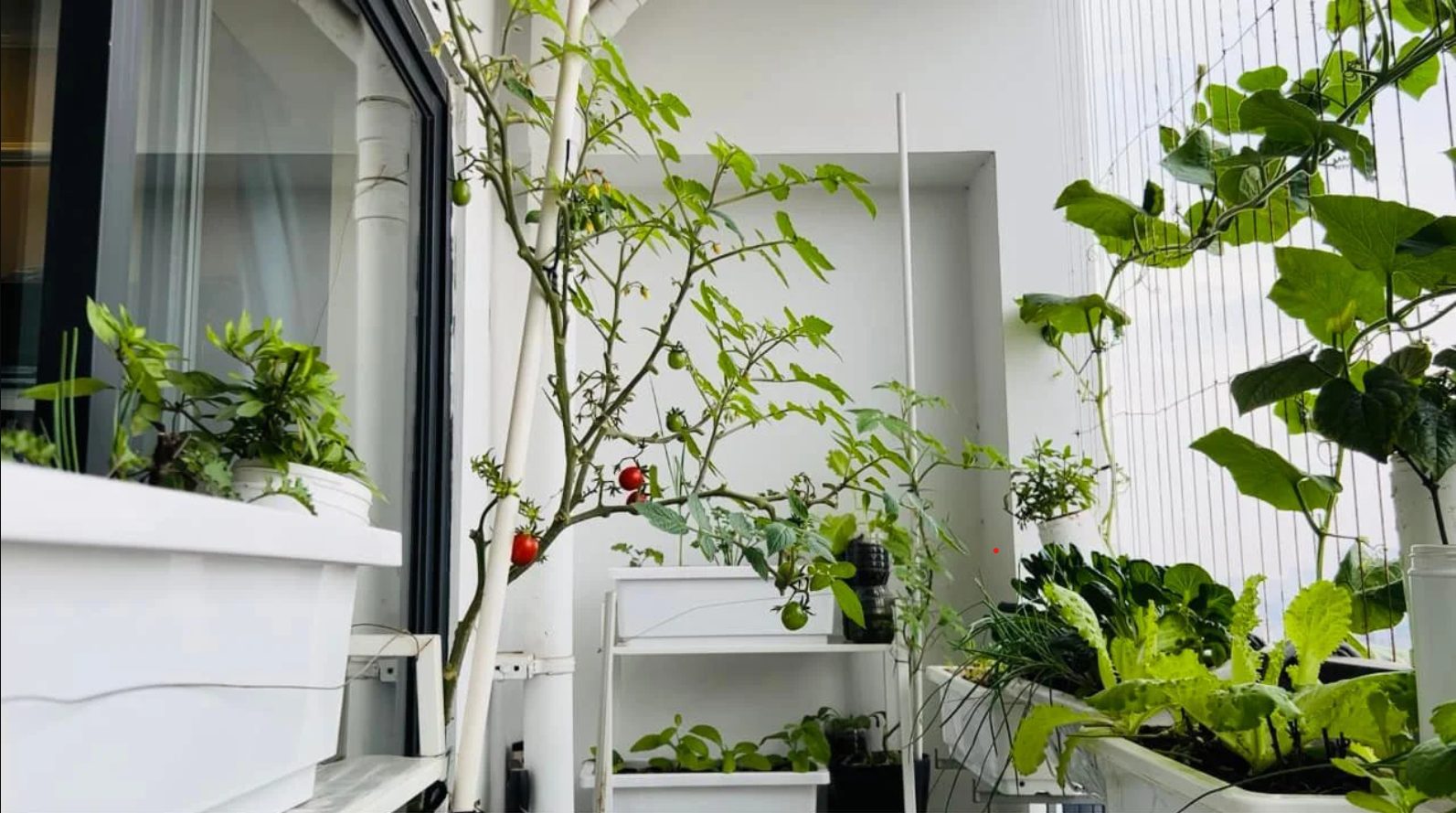 Vườn rau trên ban công m.okking