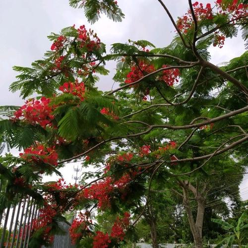 Các loại vải rèm phổ nhất hiện nay có thể kể đến là vải bố, vải voan, cotton và lụa (Nguồn: Sưu tầm)