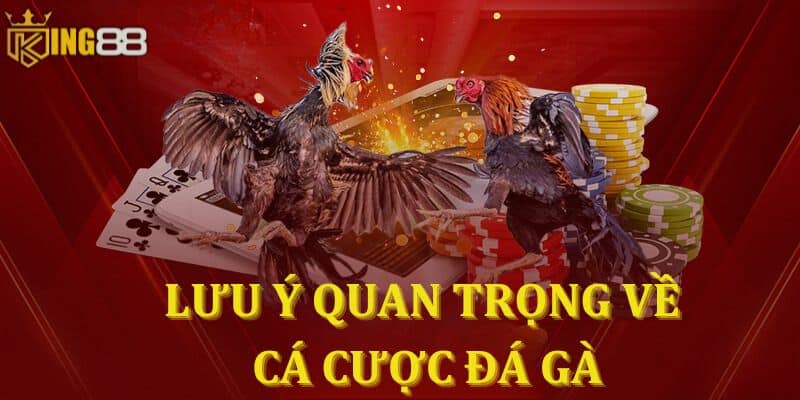 Lưu ý quan trọng về cá cược đá gà