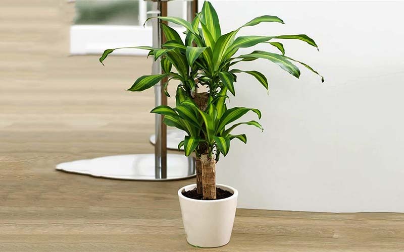 Cây phong thủy mang lại may mắn cho gia đình dịp năm mới (Nguồn: Sưu tầm)